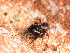 Chalcoscirtus diminutus