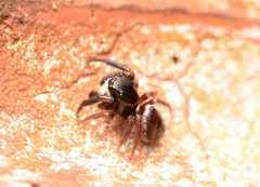 Chalcoscirtus diminutus