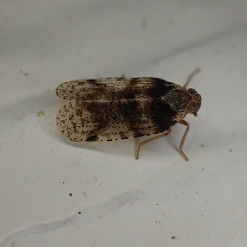 Common lacehopper photo 4