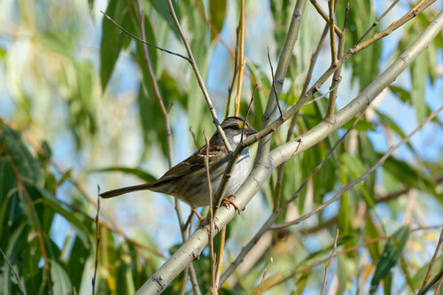 White-throated Sparrow photographed in Illinois