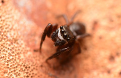 Chalcoscirtus diminutus