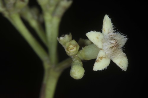 Stilpnophyllum