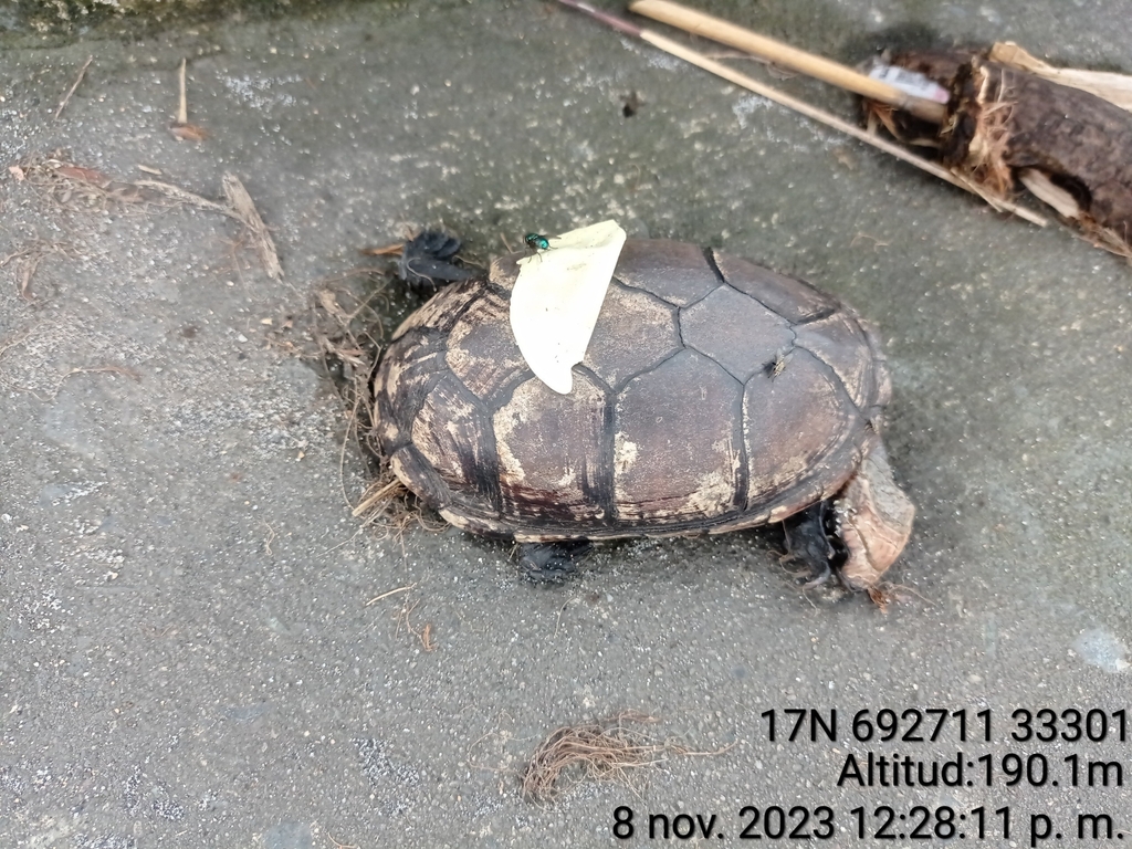 White-lipped Mud Turtle from Puerto Quito, Ecuador on November 8, 2023 ...