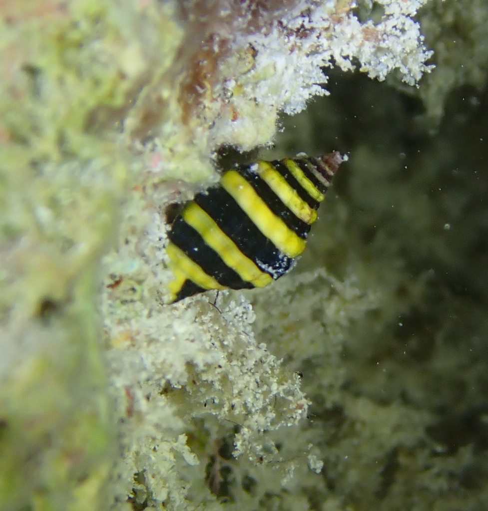 Bumble bee snail