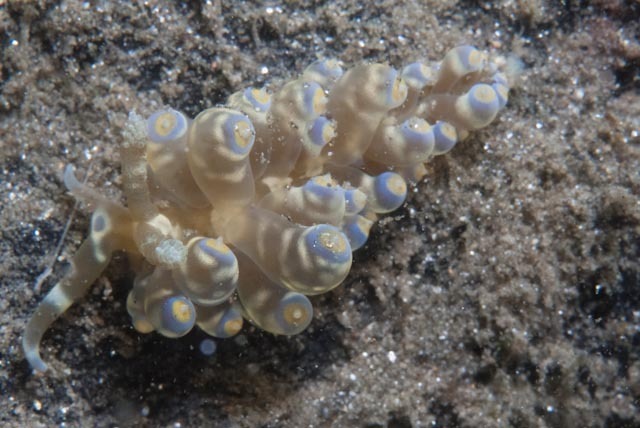Multicoloured Anemone Eater