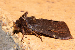 Austramathes purpurea