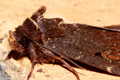 Austramathes purpurea