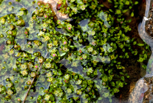 Maltese Waterwort (Elatine gussonei)