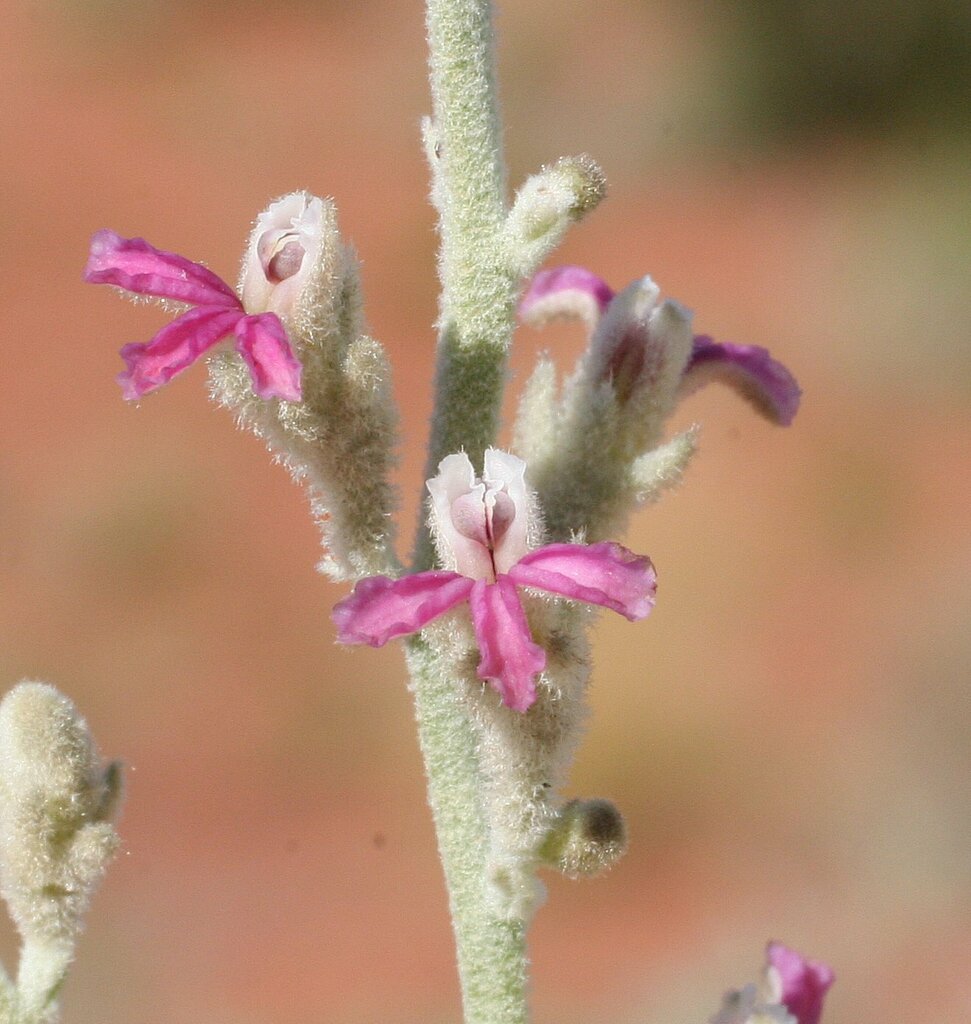 Dampiera cinerea