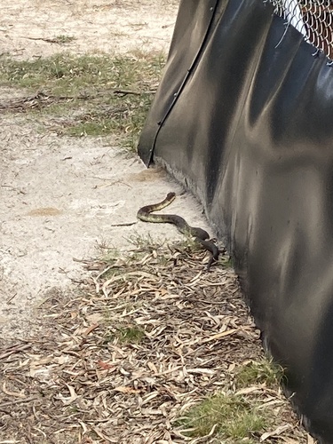 Tiger Snake sighting