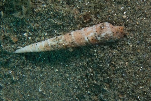 Myurella nebulosa