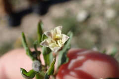 Chamaesaracha edwardsiana