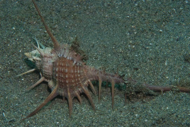 Murex tenuirostrum