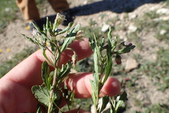 Chamaesaracha edwardsiana