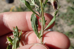 Chamaesaracha edwardsiana