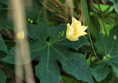 Wild cucumber (Coccinia mackenii)