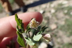 Chamaesaracha edwardsiana