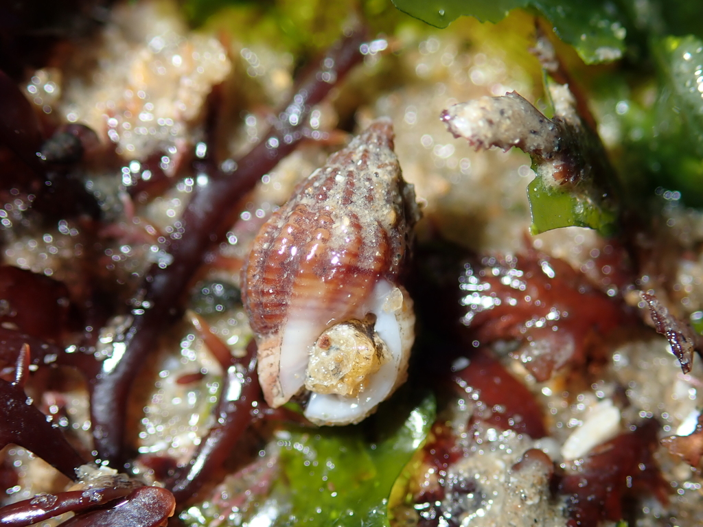 Thick-lipped Dog Whelk