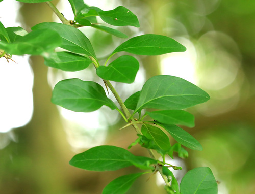 Image of Coastal Turkeyberry (Canthium spinosum) by (c) Wynand Uys, some rights reserved (CC BY)