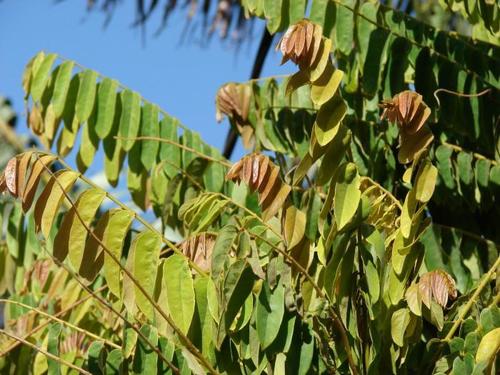 Phyllanthus acidus
