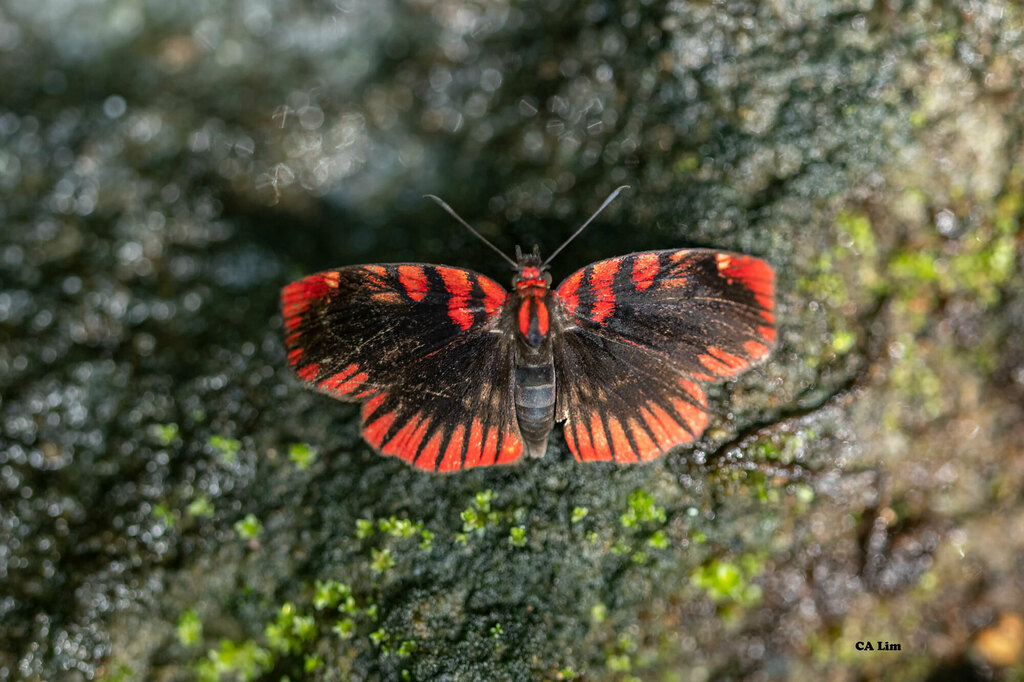 Blood Red Skipper from Loreto Cantón, Ecuador on November 8, 2023 at 01 ...