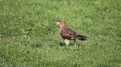 Daptrius chimango chimango