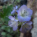 Phacelia gentryi - Photo (c) Chris Lloyd, some rights reserved (CC BY-NC), uploaded by Chris Lloyd