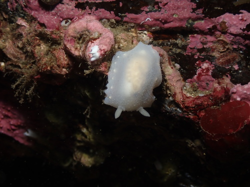 White Atlantic Cadlina