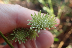 Marshallia caespitosa