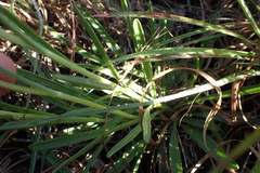 Marshallia caespitosa