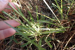 Marshallia caespitosa