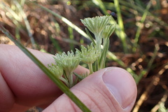 Marshallia caespitosa