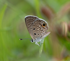 Hemiargus