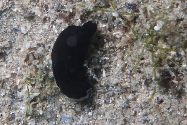 Nakamigawaia spiralis