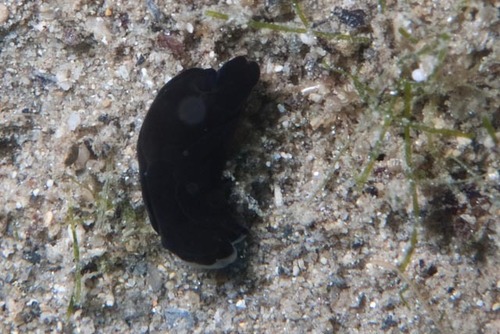Nakamigawaia spiralis