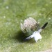 ウサギモウミウシ