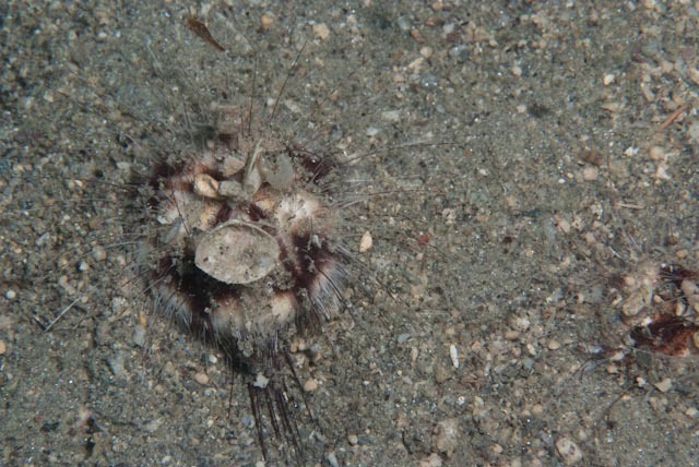 Fine-spined Heart Urchin