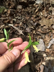 Uvularia puberula