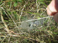 Agelenoidea