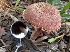 Boletellus deceptivus