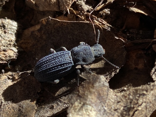 iNaturalist observation photo of Armored night-walker