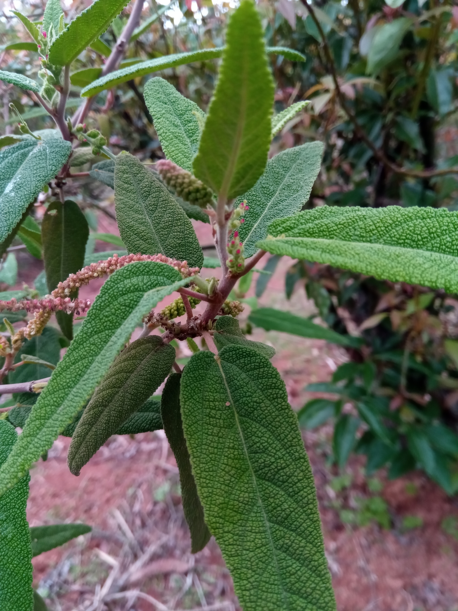 Acalypha radula