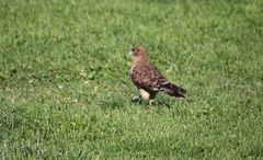 Daptrius chimango chimango