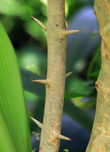 Image of Canthium spinosum by (c) Wynand Uys, some rights reserved (CC BY)