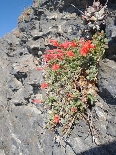 Epilobium canum