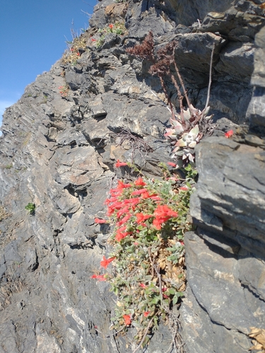 Epilobium canum