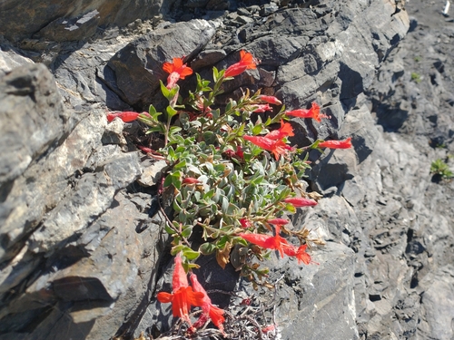 Epilobium canum