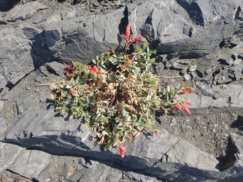 Epilobium canum