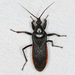 Corsair Bugs - Photo (c) Greg Lasley, some rights reserved (CC BY-NC), uploaded by Greg Lasley