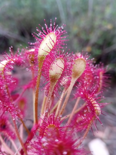 Madagascar Sundew